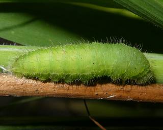 Mature larva