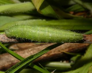 Mature larva