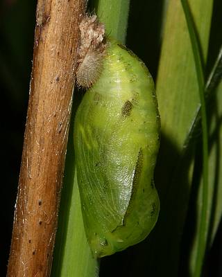 Newly formed pupa