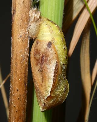 Pupa nearing emergence