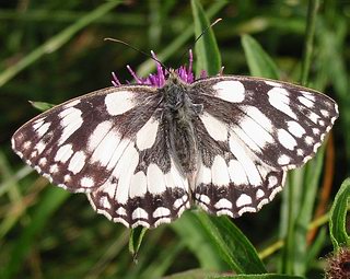 Female (browner than male)