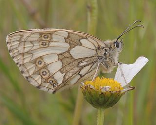 Female