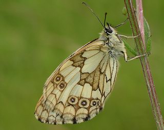 Female underside