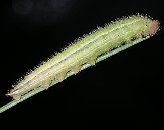 Larva