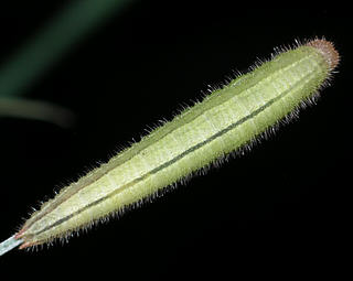 Larva