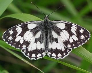 Male (blacker than female)