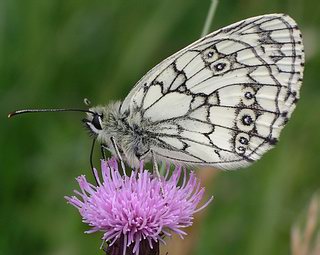 Male underside