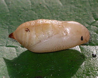 Pupa