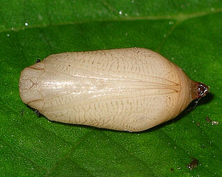 Pupa