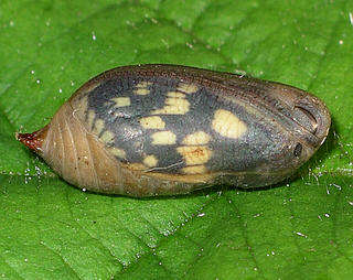 Same pupa one day before emergence