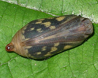 Same pupa one day before emergence