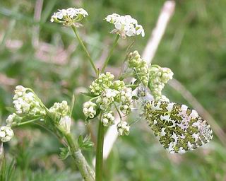 Male on Cow Parlsey showing effect of camouflage