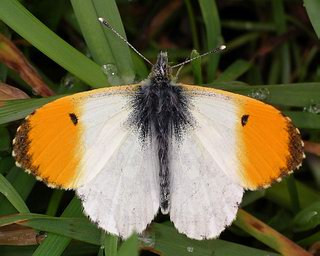 Male. Unmistakeable. No other butterfly has orange wing-tips. This one is caught in a spring shower - the raindrops frozen by the flash.