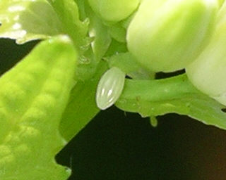 Newly-laid egg is white. 