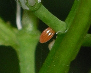 Egg matures to a deep orange. 