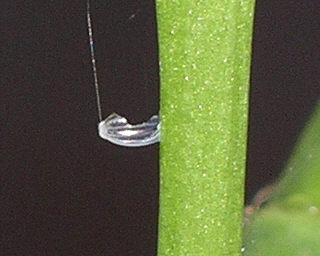 Empty eggshell, half eaten by newly emerged larva. The egg hatches about a week after being laid.