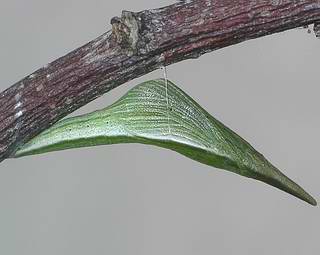 Transformation complete. This pupa was formed only 20 days after the egg was found.