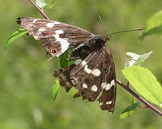 A very tatty female