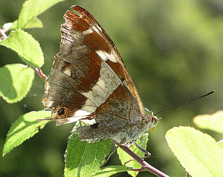 Underside of the same tatty female