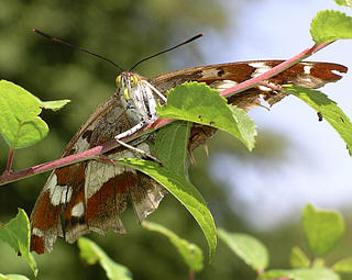 Head view of the female. Note the yellow eyes and proboscis