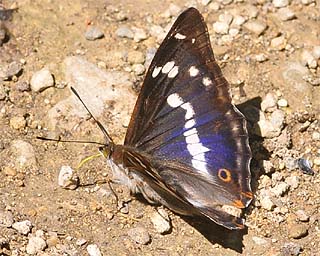 Male taking up minerals