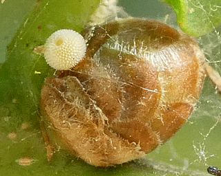 Egg laid next to an oak bud 