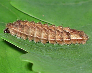 Larva 