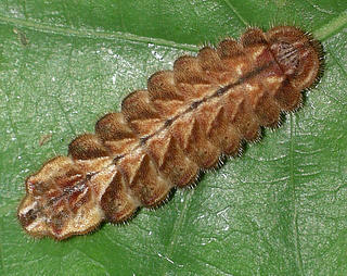 Larva 