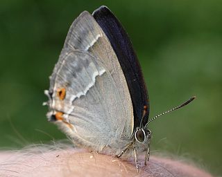 Male. Upper surface of forewing just showing as all purple. (It is sitting on the back of my hand).