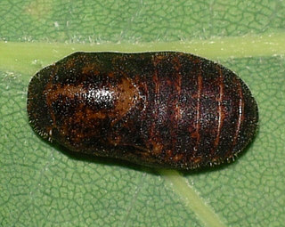 Pupa, normally hidden in ground litter 