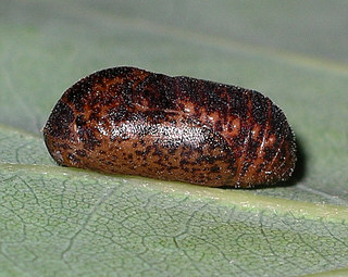 Pupa 