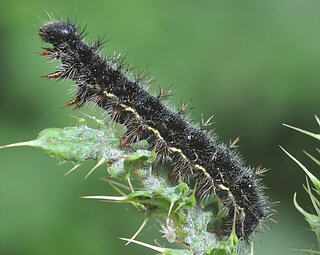 Larva lives inside silken tent. Here it is looking for fresh leaves to sew together. Looks very similar to a Red Admiral larva.