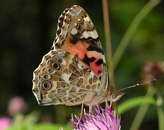 Underside.