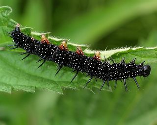 Solitary larva close to pupation