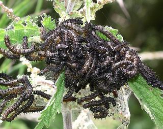 Young larvae feeding communally