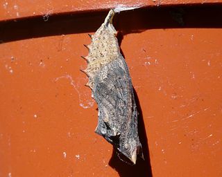 Pupa on side of a plant pot, just before emergence.