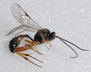 <i>Phobocampe confusa</i> a common parasitoid of Peacock and Small Tortoiseshell larvae