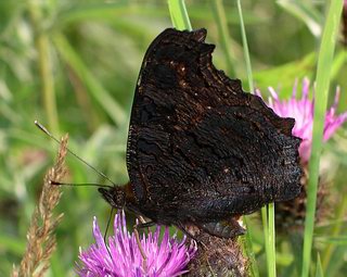 Underside