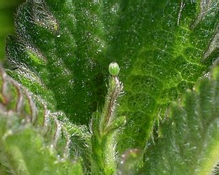 Solitary egg, perched on tip of a nettle plant.