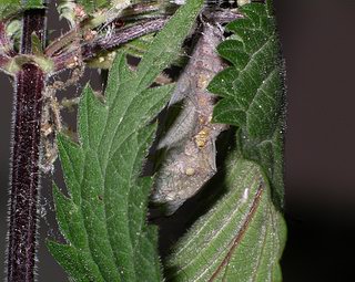 Pupa inside a tent of a folded leaf.