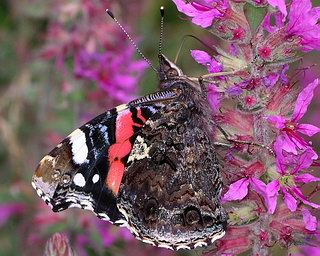 Underside