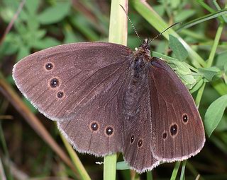 Female