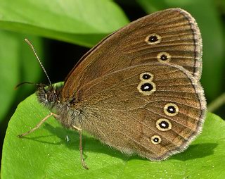 Typical underside