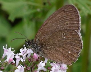 The spots on this species are variable. This is form <i>arete</i>. 