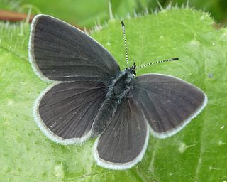 Female - no blue scales evident.