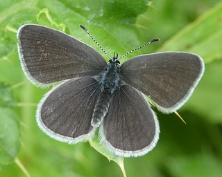 Female - no blue scales evident.