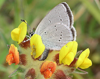 Laying in kidney vetch flower head