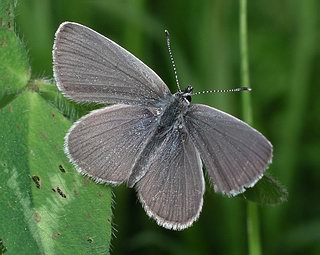 Male - has a scattering of blue scales.