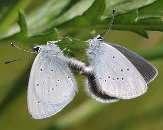 A mating pair.