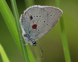 Mark-release-recapture work underway to discover more about the mobility of this species